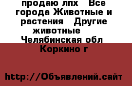 продаю лпх - Все города Животные и растения » Другие животные   . Челябинская обл.,Коркино г.